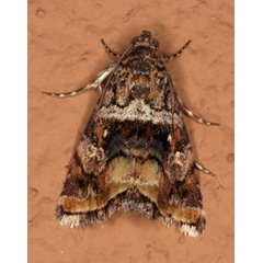 /filer/webapps/moths/media/images/H/heliastis_Acontiola_A_Roland_01.jpg