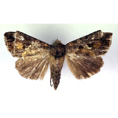 /filer/webapps/moths/media/images/H/hemichalcea_Thysanoplusia_A_RMCA.jpg