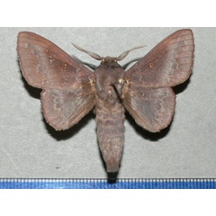 /filer/webapps/moths/media/images/B/brunnea_Mimopacha_AM_Goffa_02.jpg