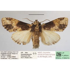 /filer/webapps/moths/media/images/S/sjostedti_Stemmatophalera_A_MGCLa_02.JPG
