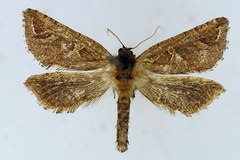 Afrotheora jordani