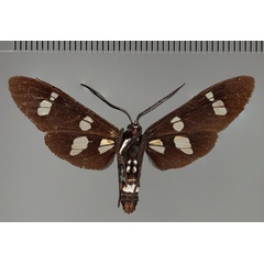 /filer/webapps/moths/media/images/D/deprinsi_Euchromia_PT_ZSM_02.jpg