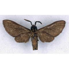 /filer/webapps/moths/media/images/H/holobrunnea_Anapisa_ST_BMNH_02.jpg