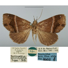 /filer/webapps/moths/media/images/A/albolineata_Sarmatia_HT_BMNH.jpg