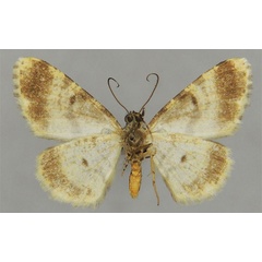 /filer/webapps/moths/media/images/B/basalis_Ectropis_PTM_ZSMb.jpg