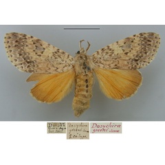 /filer/webapps/moths/media/images/G/greeni_Dasychira_PT_TMSA_eF7UxkH.jpg