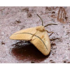 /filer/webapps/moths/media/images/R/restricta_Chrysopoloma_A_Voaden.jpg