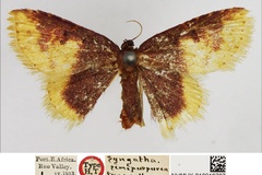 Syngatha semipurpurea