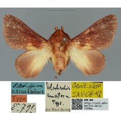 /filer/webapps/moths/media/images/A/amator_Delorhachis_HT_ZMHB_MNKZwtO.jpg