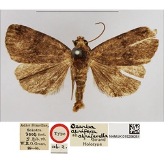 /filer/webapps/moths/media/images/A/atriferella_Ozarba_HT_NHMUK.jpg