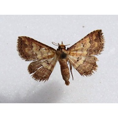 /filer/webapps/moths/media/images/T/thermesialis_Cerynea_A_Goff_01.jpg