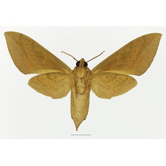 /filer/webapps/moths/media/images/T/tessmanni_Theretra_AF_Basquinb.jpg