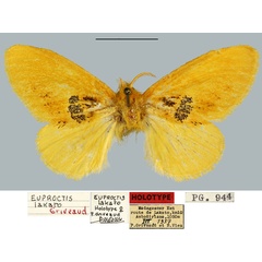 /filer/webapps/moths/media/images/L/lakato_Euproctis_HT_MNHN.jpg