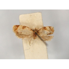 /filer/webapps/moths/media/images/S/scaedoxa_Clepsis_LT_RMCA_01.jpg