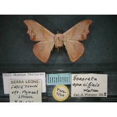 /filer/webapps/moths/media/images/O/opacifinis_Gonoreta_PT_RMCA_01.jpg