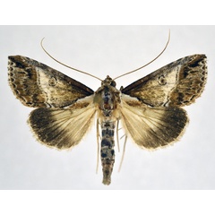 /filer/webapps/moths/media/images/D/diplogramma_Risoba_AM_NHMO.jpg