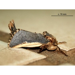 /filer/webapps/moths/media/images/M/macroptera_Teragra_A_Sydes_02.jpg