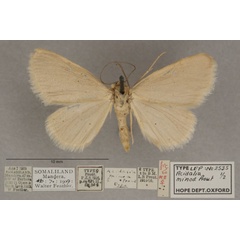 /filer/webapps/moths/media/images/M/minoa_Scopula_HTF_OUMNHa_01.jpg