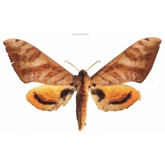 /filer/webapps/moths/media/images/O/occidentalis_Pseudoclanis_AF_EMEM.jpg