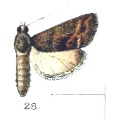 /filer/webapps/moths/media/images/P/pavonialis_Ptychopseustis_Hampson_1896_10_28.jpg