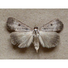 /filer/webapps/moths/media/images/H/homogyna_Tathorhynchus_A_Butler.jpg