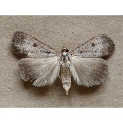 /filer/webapps/moths/media/images/H/homogyna_Tathorhynchus_A_Butler.jpg