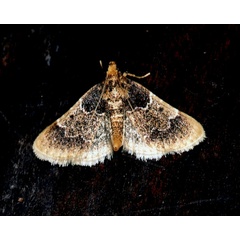 /filer/webapps/moths/media/images/A/albilineata_Bostra_A_Roland.jpg