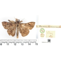 /filer/webapps/moths/media/images/E/euritiusalis_Macella_ST_BMNH.jpg