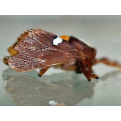 /filer/webapps/moths/media/images/A/albipuncta_Latoiola_A_Voaden.jpg