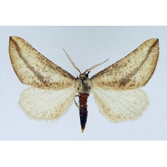 /filer/webapps/moths/media/images/C/curvilinea_Hebdomophruda_AF_TMSA.jpg