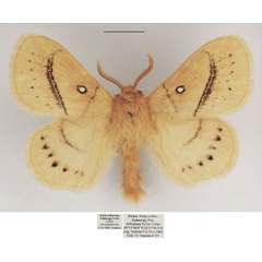 /filer/webapps/moths/media/images/O/orientalis_Philotherma_AM_TMSA.jpg