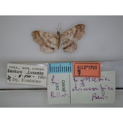 /filer/webapps/moths/media/images/D/dimorfica_Egnasia_AT_RMCA_02.jpg