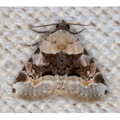 /filer/webapps/moths/media/images/O/ochrographa_Metachrostis_A_Heyns.jpg