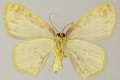 Chrysocraspeda doricaria
