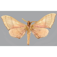 /filer/webapps/moths/media/images/O/orientalis_Polyptychus_HT_CMNHb.jpg