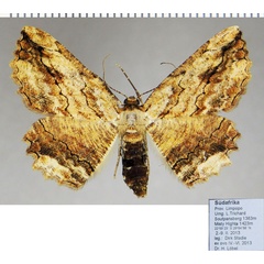 /filer/webapps/moths/media/images/J/jansei_Menophra_AF_ZSM.jpg