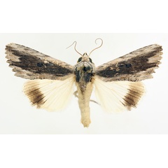 /filer/webapps/moths/media/images/A/amphix_Lyncestis_AM_TMSA_02.jpg