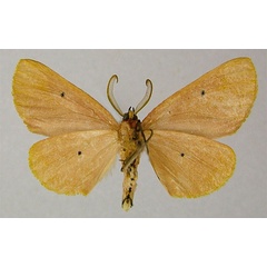 /filer/webapps/moths/media/images/H/hiaraka_Drepanogynis_PTM_ZSMb.jpg