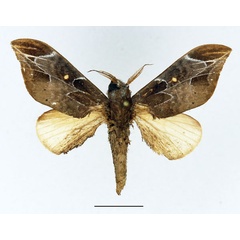 /filer/webapps/moths/media/images/C/cinerea_Harpandrya_AM_Basquin_02.jpg