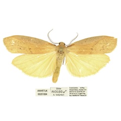 /filer/webapps/moths/media/images/C/conspersa_Lobilema_AM_ANHRT.jpg