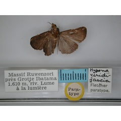 /filer/webapps/moths/media/images/V/viridifascia_Hypena_PT_RMCA_02.jpg