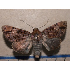 /filer/webapps/moths/media/images/A/albicollis_Pseudoarcte_A_Goff.jpg