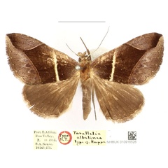 /filer/webapps/moths/media/images/A/albilinea_Parallelia_HT_BMNH_CrH4bDo.jpg
