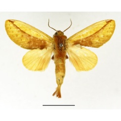 /filer/webapps/moths/media/images/B/bicolorata_Scalmicauda_AM_Basquin_02.jpg