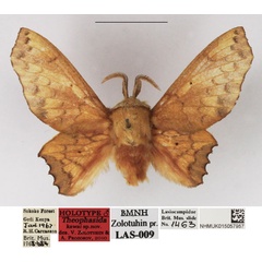 /filer/webapps/moths/media/images/K/kawai_Theophasida_HT_NHMUK.jpg