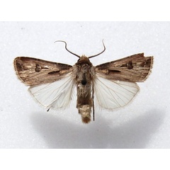 /filer/webapps/moths/media/images/B/biconica_Agrotis_AM_Goff.jpg