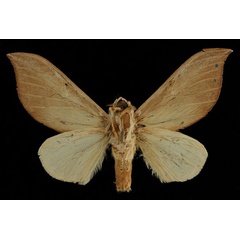/filer/webapps/moths/media/images/A/argyrosticta_Brachychira_PTM_RBINSb.jpg