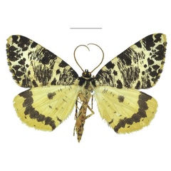/filer/webapps/moths/media/images/M/melanoptera_Rhodochanna_PTM_ANHRT.jpg