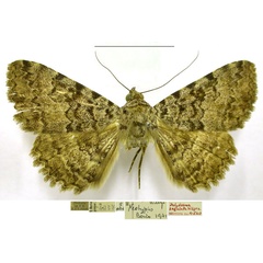 /filer/webapps/moths/media/images/S/sagulata_Polydesma_NT_TMSA.jpg