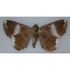 /filer/webapps/moths/media/images/T/tolnaodes_Achaea_HT_RMCA_02.jpg